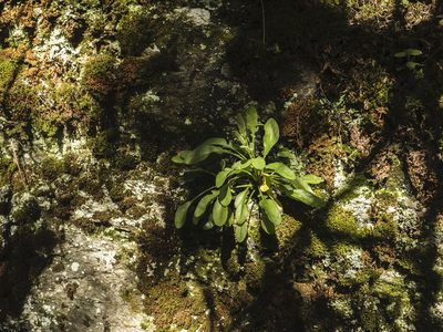 Pachycladon cheesemanii, photographed by Cara-Lisa Schloots