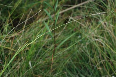 Muhlenbergia glomerata, photographed by Douglas Goldman