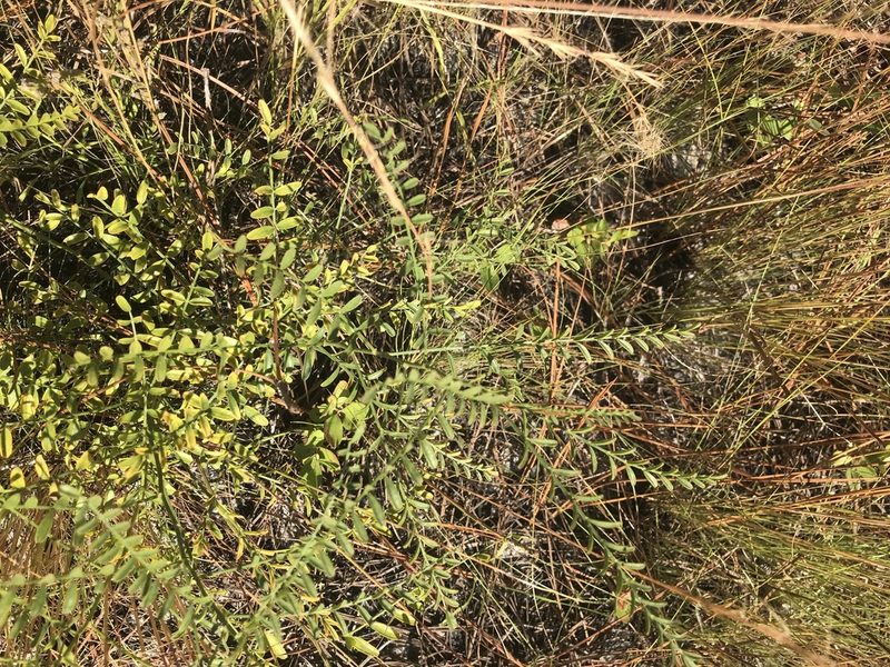 Astragalus michauxii, photographed by Brandon Wheeler