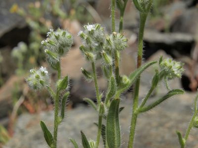 Cryptantha barbigera, photographed by Jim Morefield