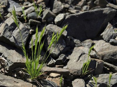 Festuca microstachys, photographed by Jim Morefield
