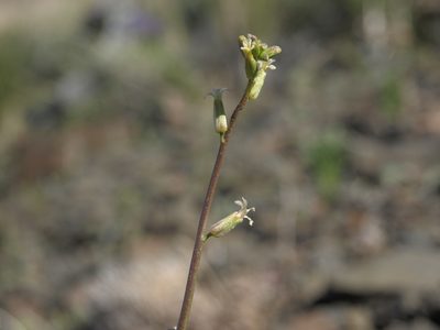 Streptanthus cooperi, photographed by Jim Morefield