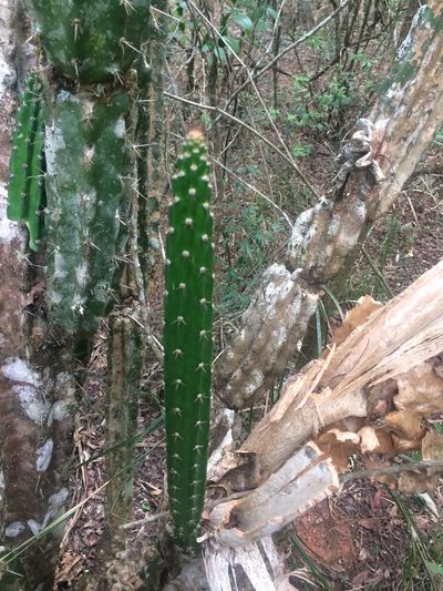 Praecereus euchlorus, photographed by B. Phalan