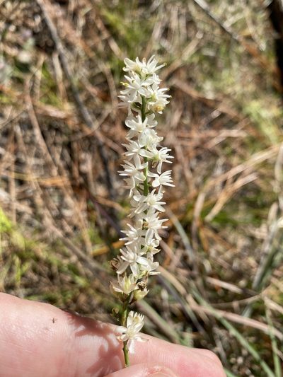 Tofieldia glabra, photographed by Alan Weakley