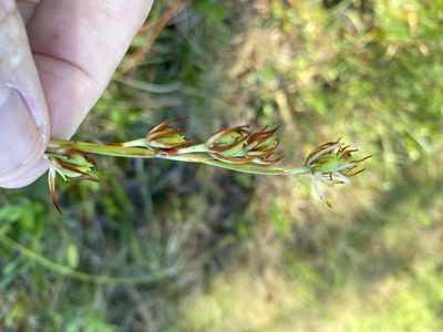 Pleea tenuifolia, photographed by Alan Weakley