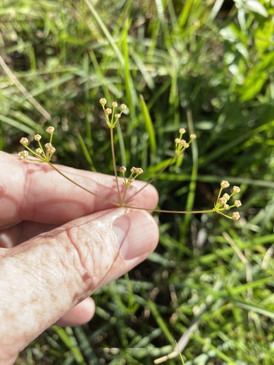 Oxypolis ternata, photographed by Alan Weakley