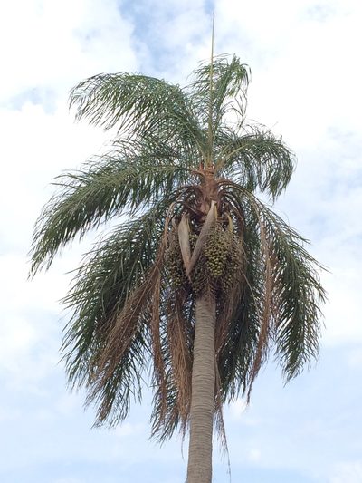 Acrocomia totai, photographed by B. Phalan