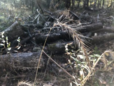 Elymus riparius, photographed by Jason Grant