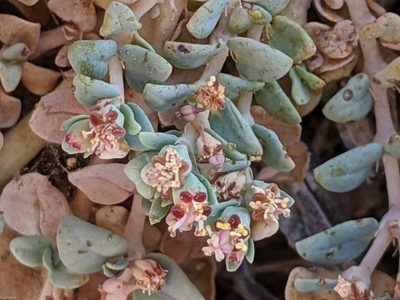 Euphorbia ocellata, photographed by Ken-ichi Ueda