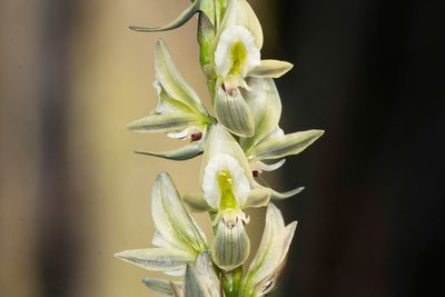 Prasophyllum elatum, photographed by Rolf Lawrenz