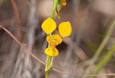 Diuris aurea, photographed by Rolf Lawrenz