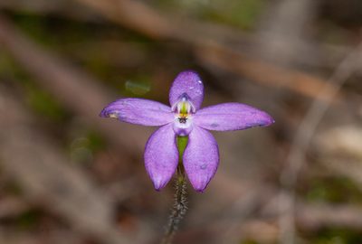 Caladenia minorata, photographed by Rolf Lawrenz