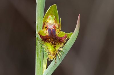 Calochilus campestris, photographed by Rolf Lawrenz