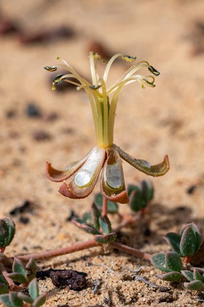 Seetzenia lanata, photographed by magriet b