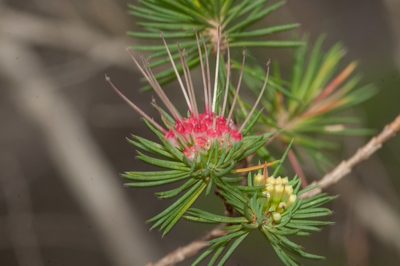 Darwinia fascicularis, photographed by Rolf Lawrenz
