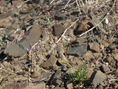 Gilia transmontana, photographed by Jim Morefield