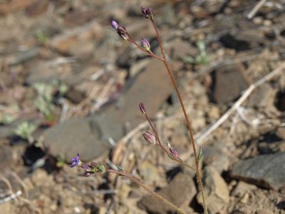 Gilia transmontana, photographed by Jim Morefield