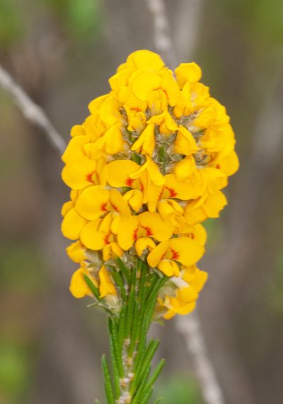 Dillwynia floribunda, photographed by Rolf Lawrenz