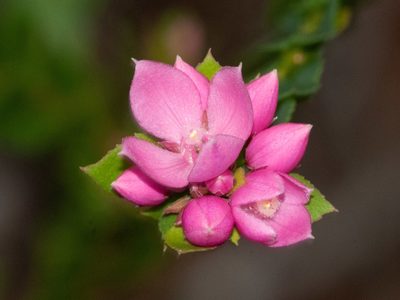 Boronia serrulata, photographed by Rolf Lawrenz