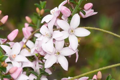 Philotheca buxifolia, photographed by Rolf Lawrenz
