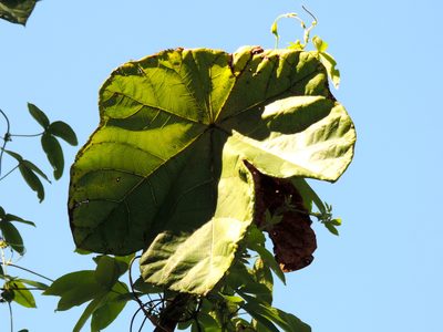 Jatropha peltata, photographed by Francisco Farriols Sarabia