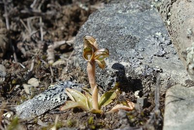 Pterostylis tristis, photographed by John Barkla