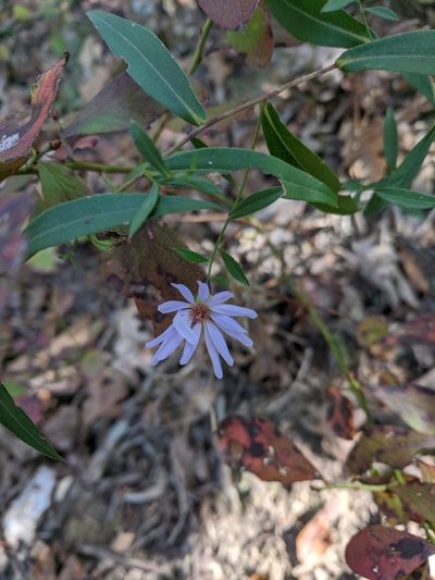 Symphyotrichum turbinellum, photographed by Nathan Aaron