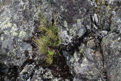 Anisotome brevistylis, photographed by John Barkla
