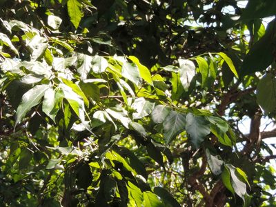 Maclura tinctoria, photographed by Francisco Farriols Sarabia