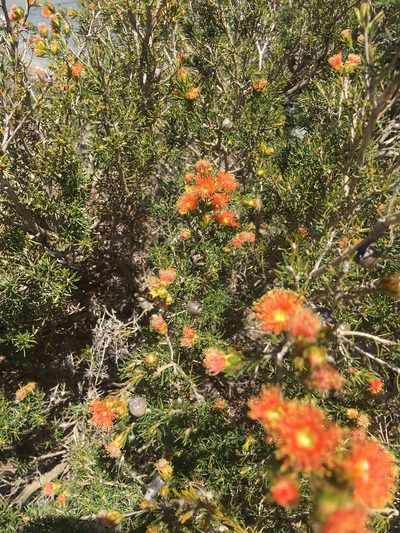 Melaleuca pilosa, photographed by Samuel Brown