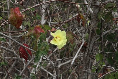 Gossypium darwinii, photographed by Michael Bakker Paiva