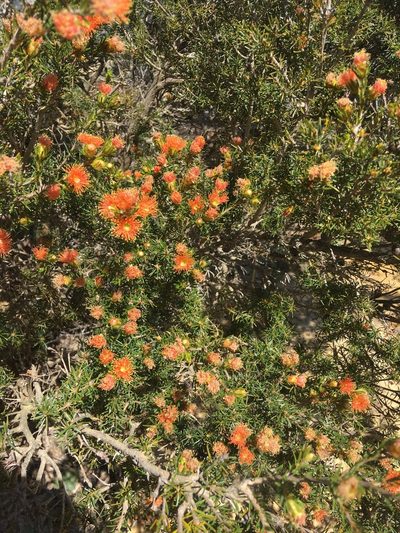 Melaleuca pilosa, photographed by Samuel Brown