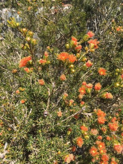 Melaleuca pilosa, photographed by Samuel Brown