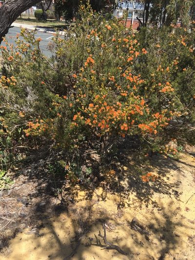 Melaleuca pilosa, photographed by Samuel Brown