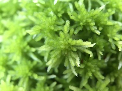 Sphagnum quinquefarium, photographed by Andrew Melton
