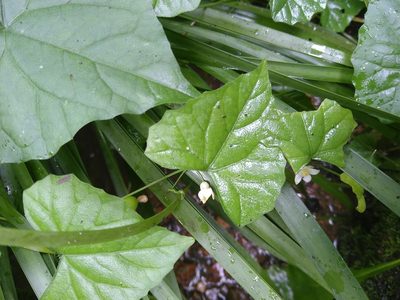 Zehneria japonica, photographed by timharris
