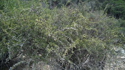 Gymnosporia capitata, photographed by Shaun Swanepoel