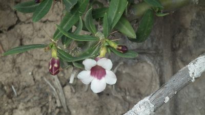Pachypodium bispinosum, photographed by Shaun Swanepoel