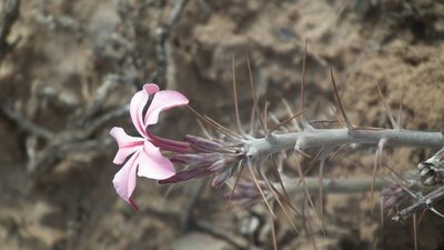 Pachypodium succulentum, photographed by Shaun Swanepoel