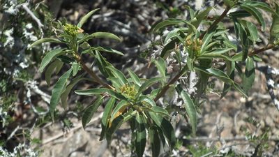 Jatropha capensis, photographed by Shaun Swanepoel