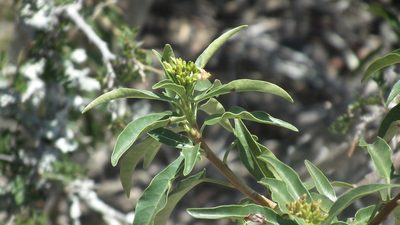 Jatropha capensis, photographed by Shaun Swanepoel