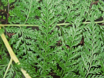 Dennstaedtia glauca, photographed by Nicolás Lavandero