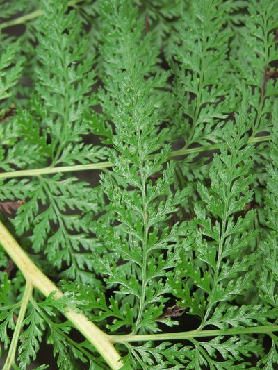 Dennstaedtia glauca, photographed by Nicolás Lavandero