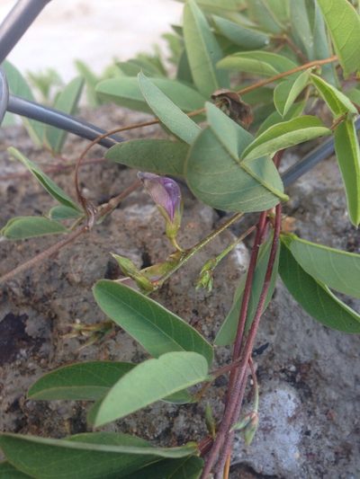 Galactia wrightii, photographed by Oscar C. González Martínez