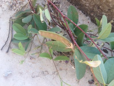 Galactia wrightii, photographed by Oscar C. González Martínez