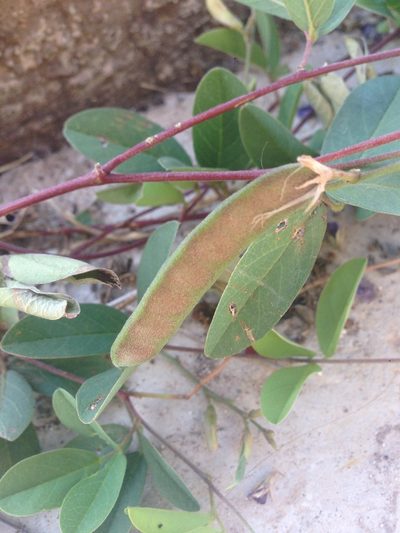 Galactia wrightii, photographed by Oscar C. González Martínez