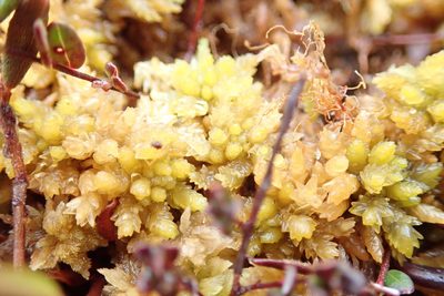 Sphagnum papillosum, photographed by Randal