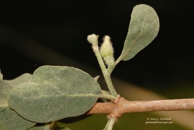 Erianthemum virescens, photographed by i_c_riddell