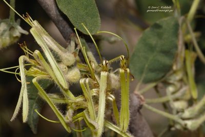 Erianthemum virescens, photographed by i_c_riddell