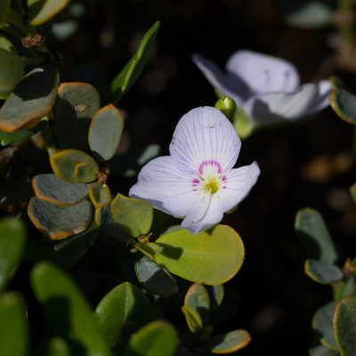 Veronica hillebrandii, photographed by Kym Nicolson